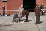k640_zuchtschau 2012 -leistungsvergleich 009