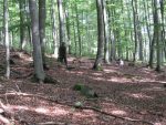 vswp2010-09-11_015