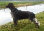 13-1062-Tim-vom-Forstweg.