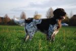 13-0294-Zimbo-vom-Tecklenburger-Land-300×201