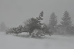 winter-latsche