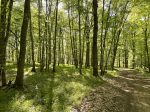 wald-fruehlings-kleid-morgends