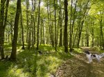 wald-fruehlings-kleid-morgens-mit-klm