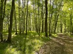 wald-fruehlings-kleid-morgens-mit-klm
