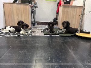 Jagd und Hund 2025