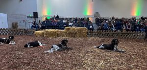 Jagd und Hund 2025