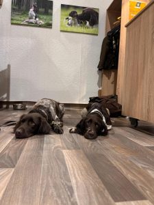 Jagd und Hund 2025