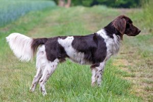 Simba von der Pixelerheide 23-0878