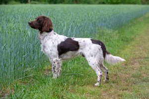 Snoop von der Pixelerheide 23-0880